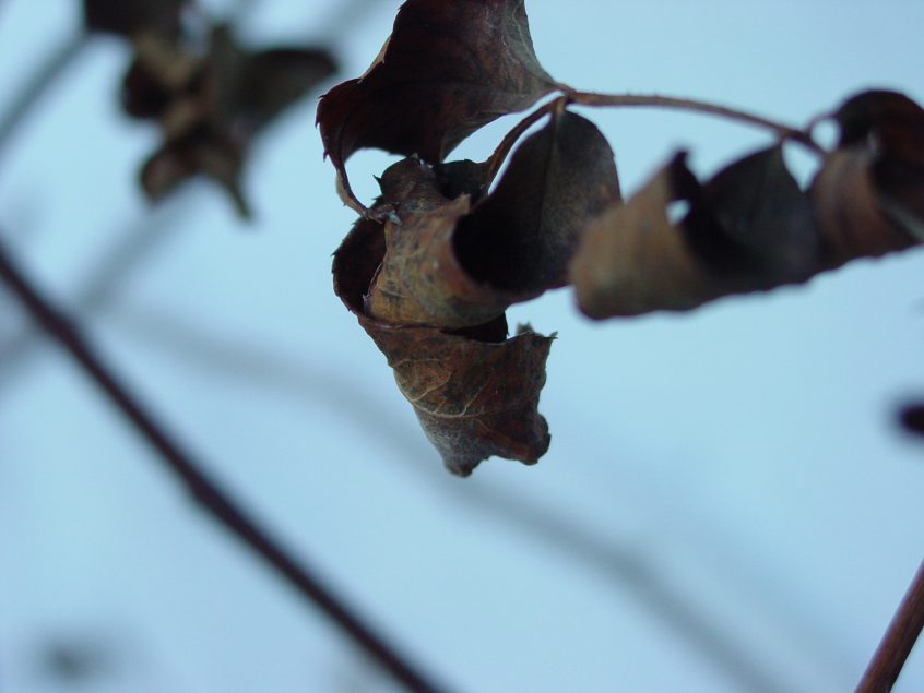 whithered-rose-leaves-1-1453368