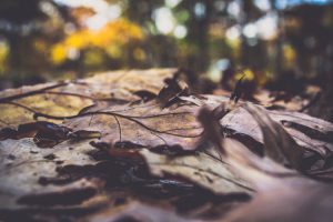 Dead leaves on a rock