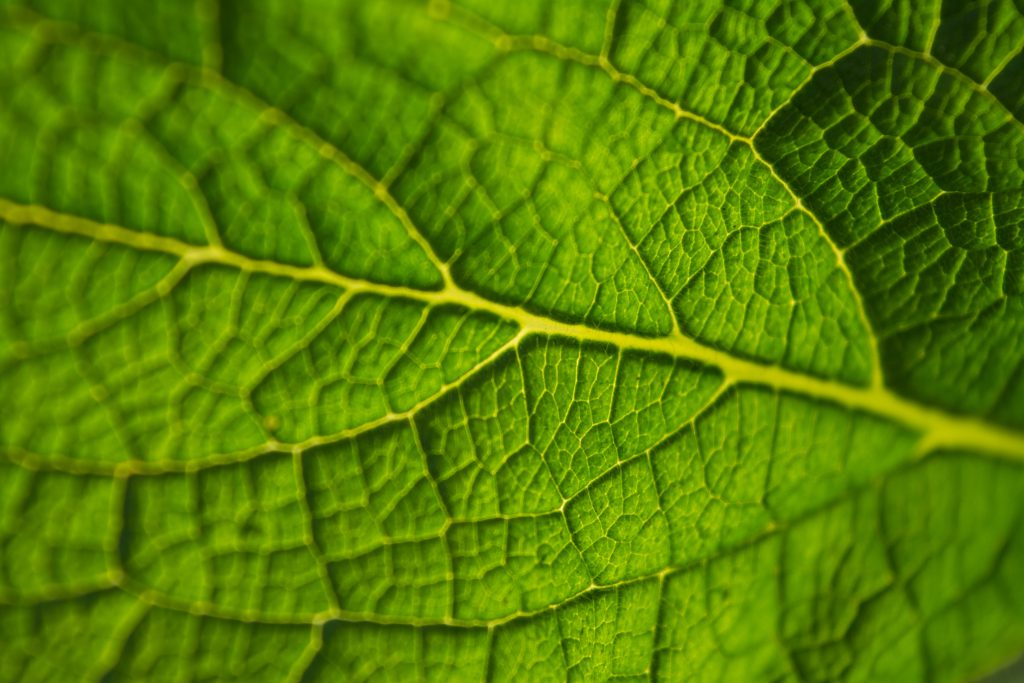 Close-up of a deciduous leaf