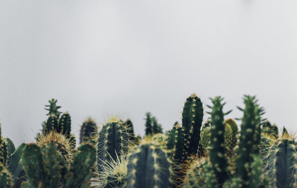 Cacti with sky in background