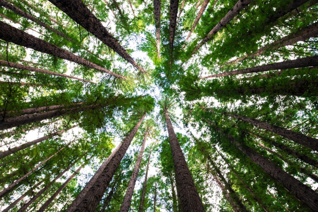 Looking up into a forest of trees with sky in the background