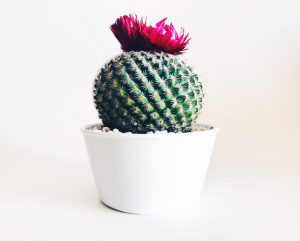 Single green cacti in a pot with a pink flower on top